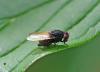 Minettia longipennis